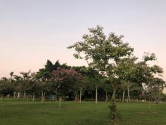 -万绿园