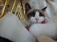 -喵喵咪呀布偶猫咖(春熙路店)