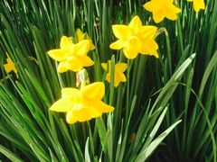 -沈阳君悦酒店·意坊意大利餐厅