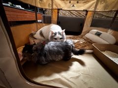 -momokira米努特·德文卷毛猫·棉花面纱犬