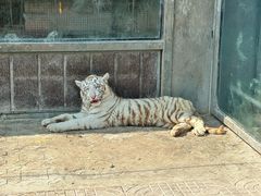 -西霞口神雕山野生动物世界