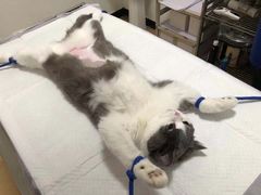 -灵美宠物诊所
