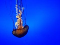 -太平洋海底世界