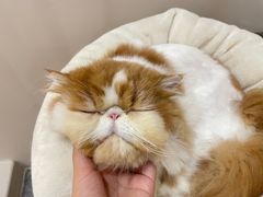 -More Fun猫咖 二十只万元加菲主题