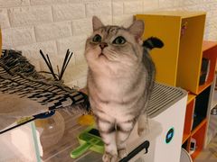 -平行世界·猫咖(首经贸店)