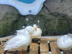 -海合安青岛极地海洋公园
