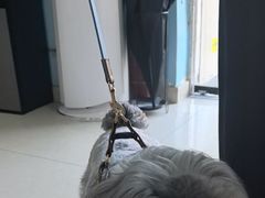 -瑞派福兴宠物医院犬猫全科·骨科·中西医结合(河东店)