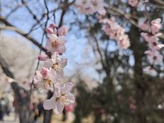 -桃花堤公园