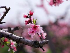 -南汇桃花村