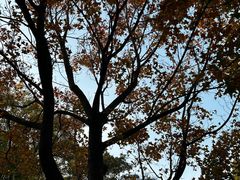 -香山公园