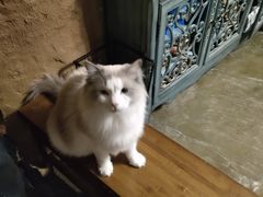 -猫猫幼稚园·撸猫·桌游·电玩