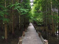 -桤木河湿地公园