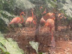 -海南热带野生动植物园