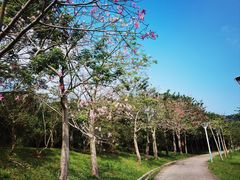 -风云岭森林公园