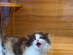 -喵百万·布偶·蓝金金渐层英短·猫舍(百子湾店)