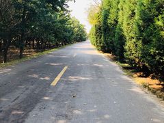 -日照海滨国家森林公园