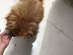 -炕锅羊肉土火锅面片大王