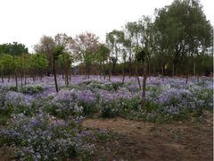 iphone_upload_pic-顺鑫绿色度假村