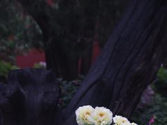 -北京市劳动人民文化宫(太庙)
