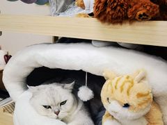 -爱妮康宠物医院·干细胞免疫细胞·肿瘤·心脏(张江店)