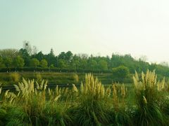 -白鹭湾湿地公园