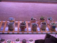 -富力希尔顿酒店·地阔自助餐厅