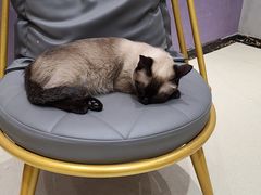 -藏猫猫咖啡主题馆(中央大道店)