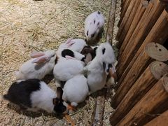 -绿色星球动物主题公园