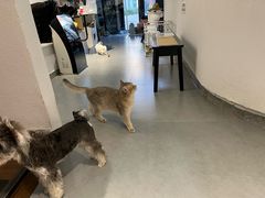 -琪喵猫屋·撸猫猫咖·猫舍