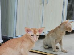 -十年猫舍·猫咪专门店(普陀店)