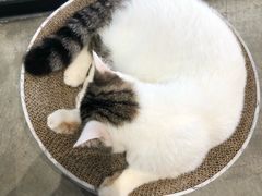 -瞄一喵猫咖(格力海岸店)