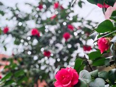 -思南公馆商业街