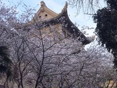 -武汉大学-樱园