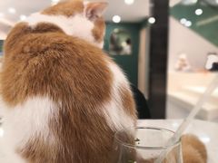 -飞行喵MR PILOT|猫舍·猫咖(静安大融城店)