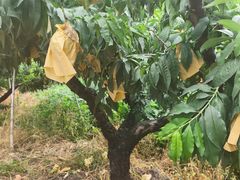 -老袁家蜜桃农场·阳山水蜜桃