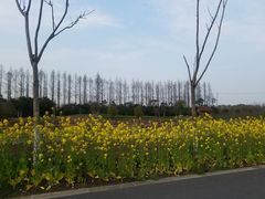 -上海长兴岛郊野公园