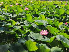 -莲花池公园