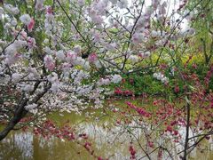 android_upload_pic-南汇桃花村