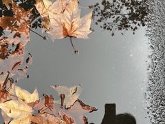 -杭州西子湖四季酒店-WL BISTRO西湖餐厅(灵隐路店)