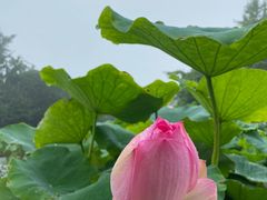 -南山植物园