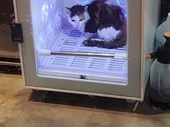 -PETKIT小佩宠物·低压洗护(国顺东路店)