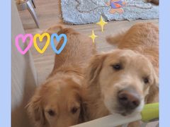 -趣玩宠物乐园寄养训犬训狗游泳池