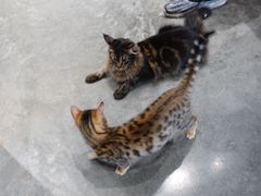 -瞄一喵猫咖(格力海岸店)