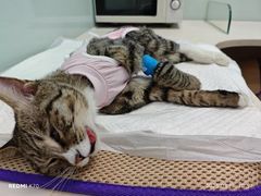 -纳吉亚猫专科动物医院博雅分院