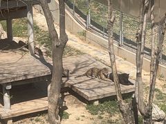 -石家庄市动物园