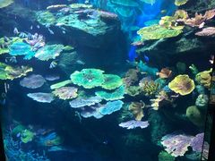 -暹罗海洋世界