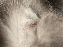 -安安宠医·安宠宠物医院