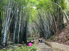 -黄埔油麻山森林公园