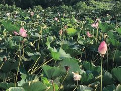 -白塔湖国家湿地公园