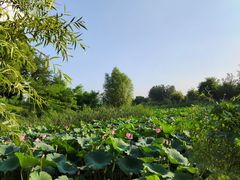 -大兴滨河森林公园